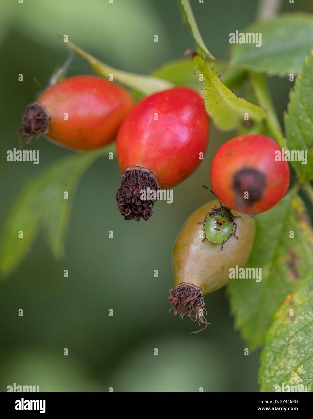 Primo piano di rosa rossa fianchi con uno scarabeo verde in autunno Foto Stock
