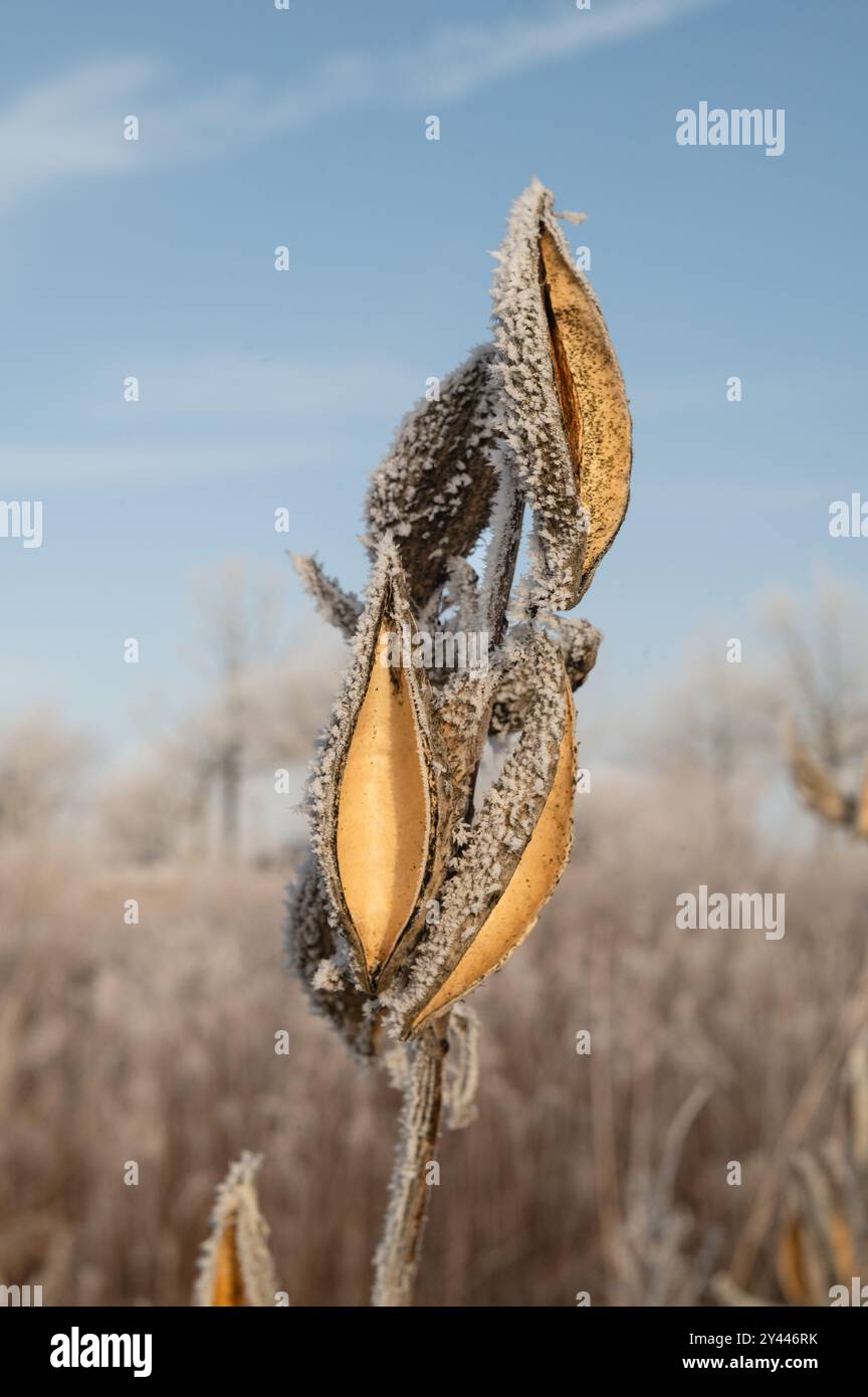 Baccello di alghe di latte essiccate ricoperto di gelo in un sereno prairi rurale invernale Foto Stock