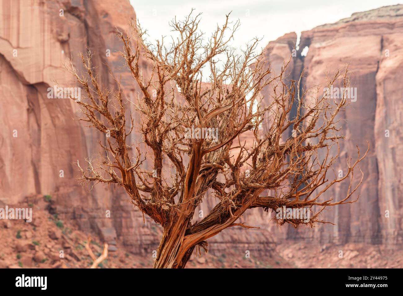 Rami di alberi intemprati contro una Mesa rossa nella Monument Valley. Foto Stock