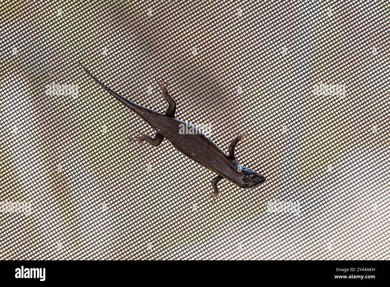 Foto ravvicinata di un geco su una rete mostiquo in una casa Foto Stock