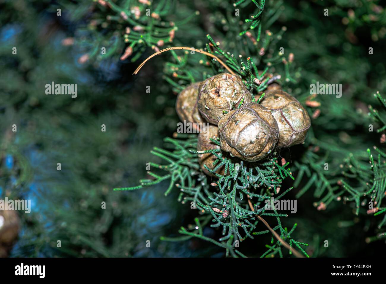 Una foto macro dettagliata del fogliame di Cupressus sempervirens (cipresso mediterraneo), che mostra le sue delicate foglie in scala in vivaci tonalità verdi. Foto Stock