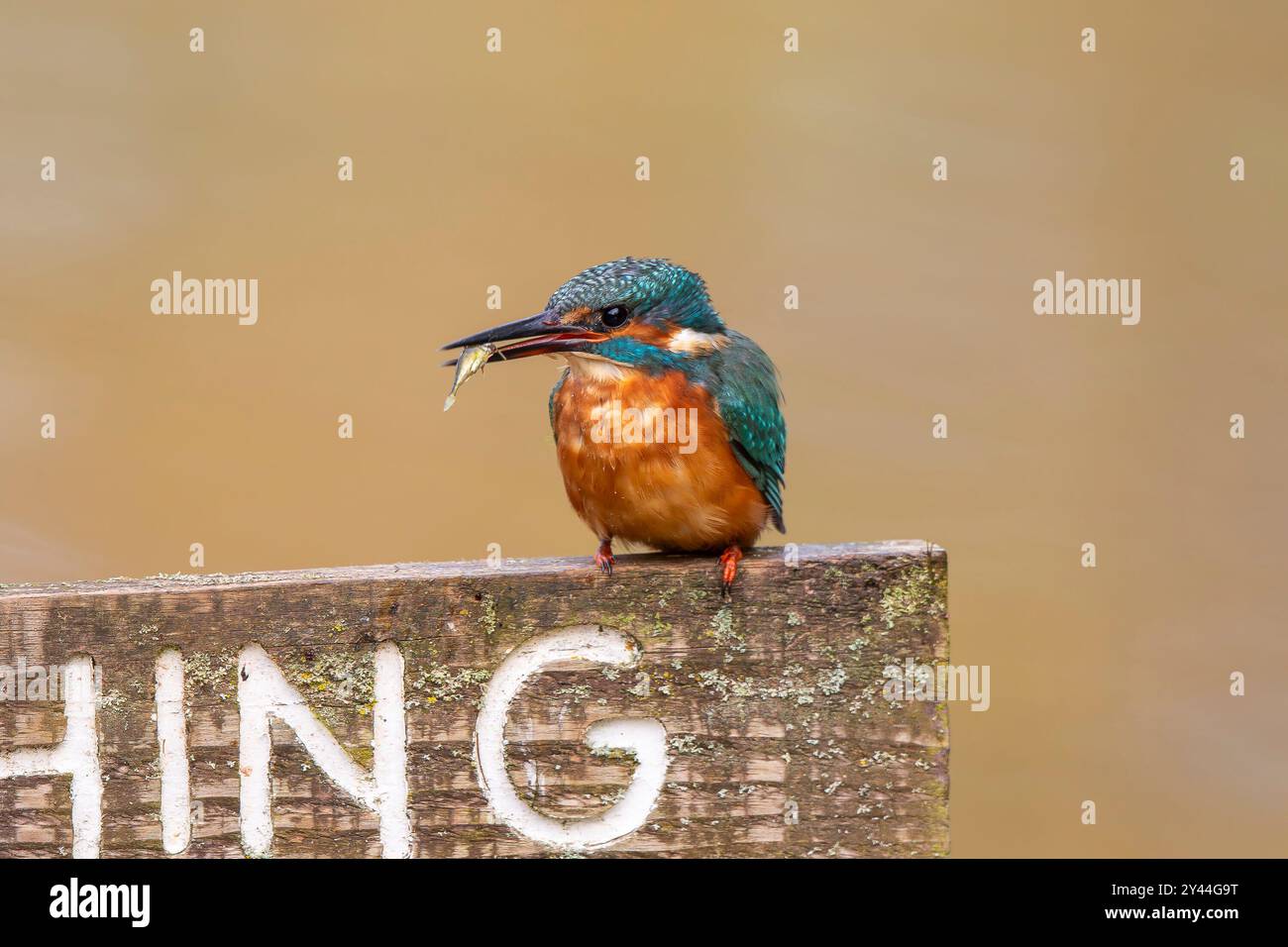 Vista frontale dettagliata e ravvicinata di un uccello kingfisher selvaggio del Regno Unito con un pesce sul suo conto. Foto Stock
