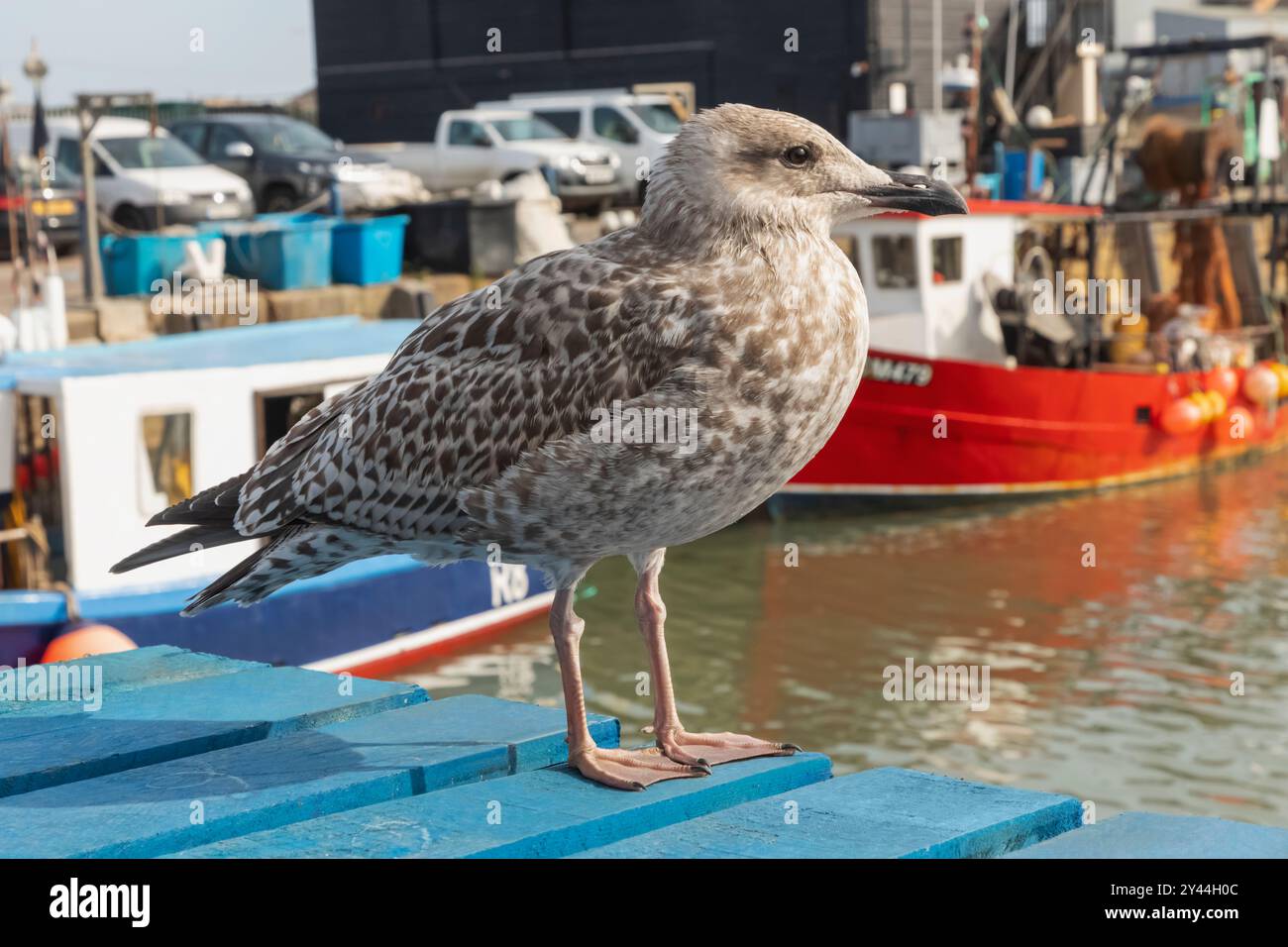 Inghilterra, Kent, Whitstable, Whitstable Harbour, Baby Seagull Foto Stock