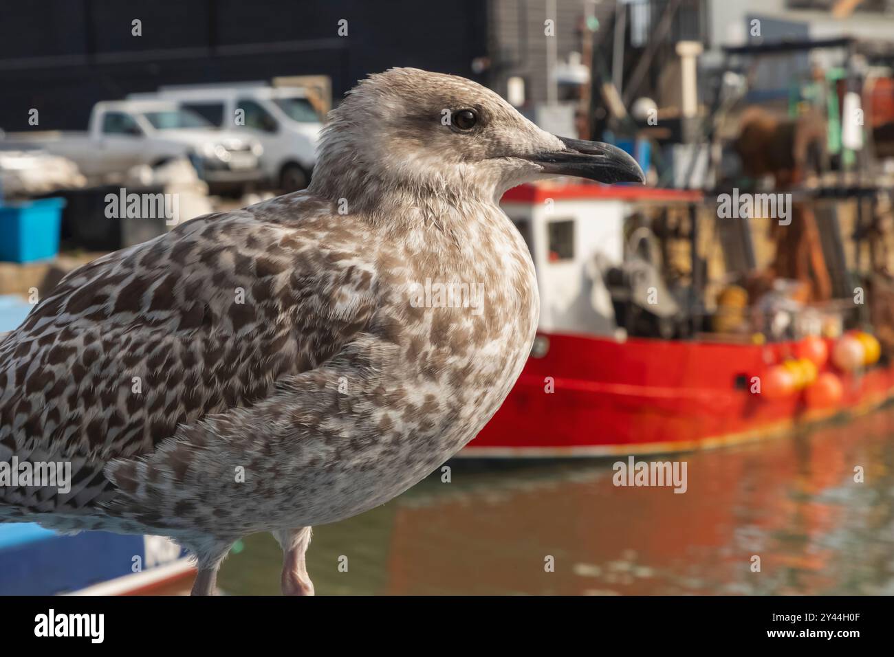 Inghilterra, Kent, Whitstable, Whitstable Harbour, Baby Seagull Foto Stock