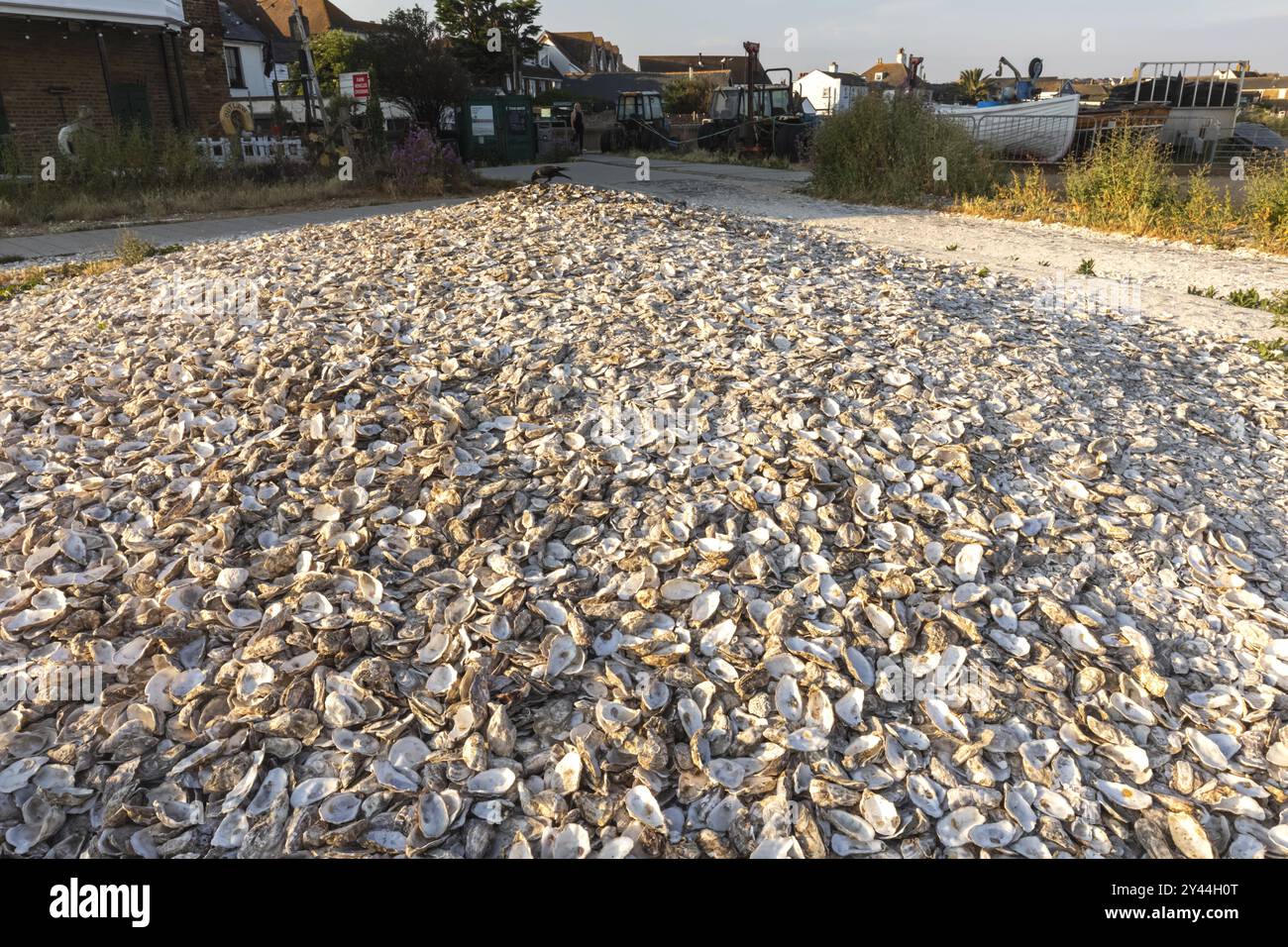 Inghilterra, Kent, Whitstable, Whitstable Harbour, scartato Oyster Shells on Beach Foto Stock