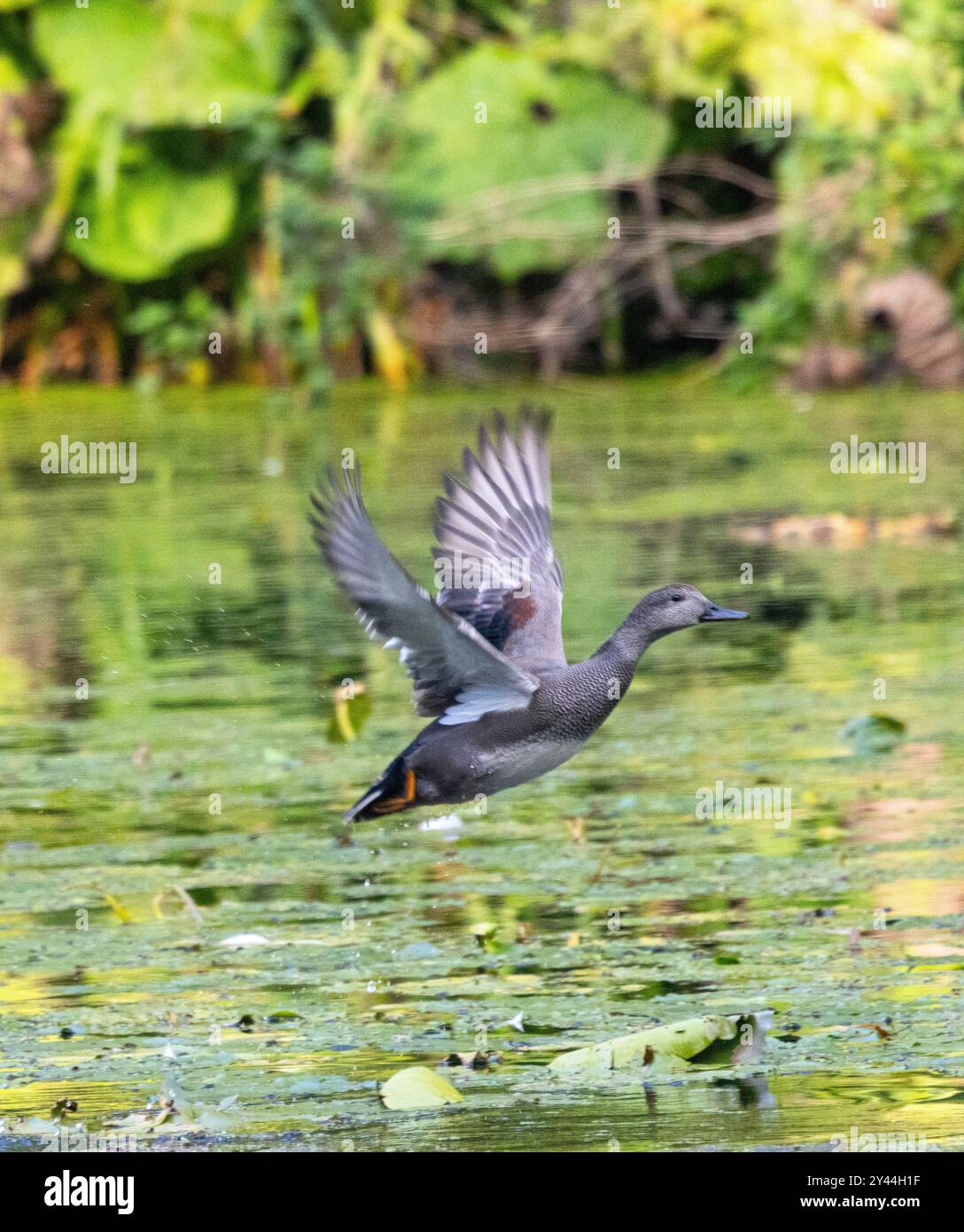 Il Gadwall diventa più diffuso in tutto il Regno Unito in inverno. Si trovano spesso a nutrirsi con altri uccelli acquatici e si uniscono in piccoli gruppi. Foto Stock