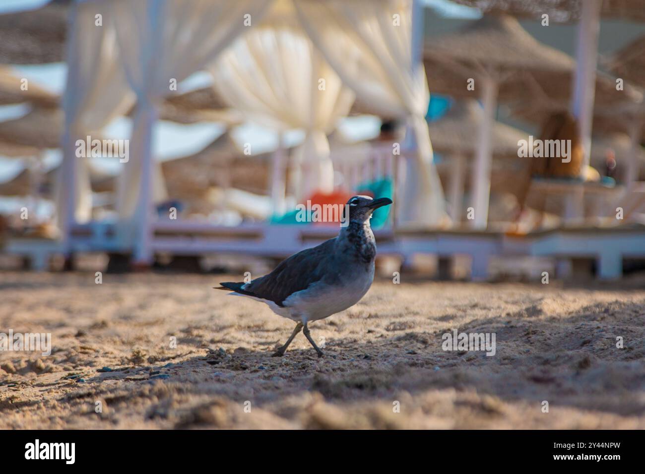 Gabbiano sulla riva del mare. Messa a fuoco selettiva. Natura. Foto Stock