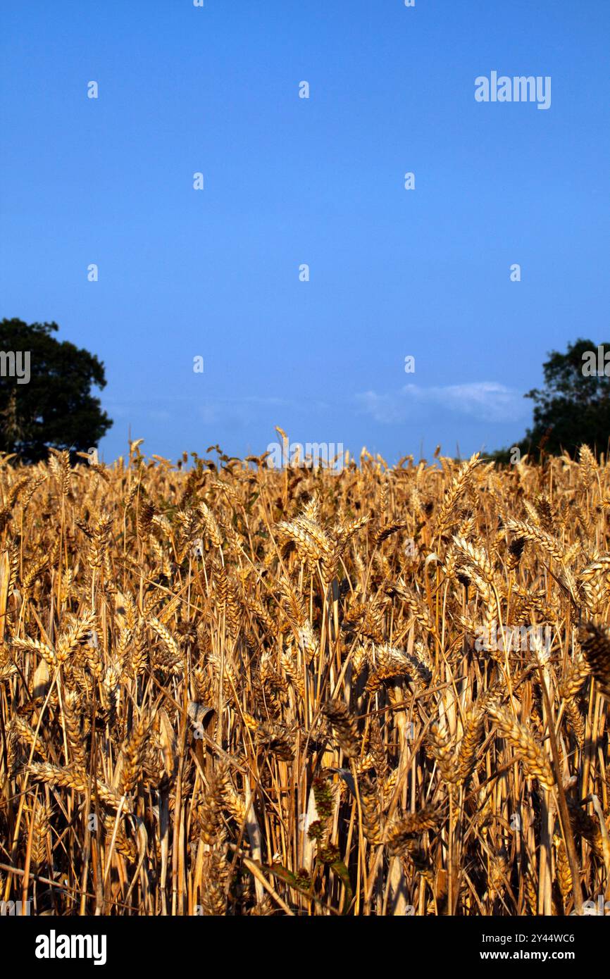 Fiedl di frumento a maturazione, cereali, pronto per la raccolta. Foto Stock
