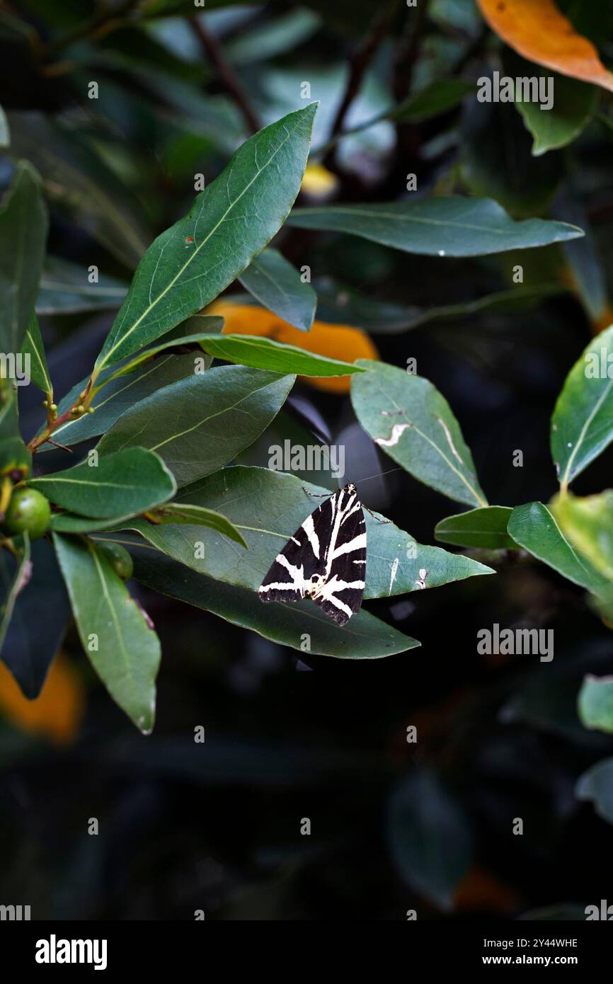 Jersey Tiger Moth Euplagia quadripunctaria Foto Stock