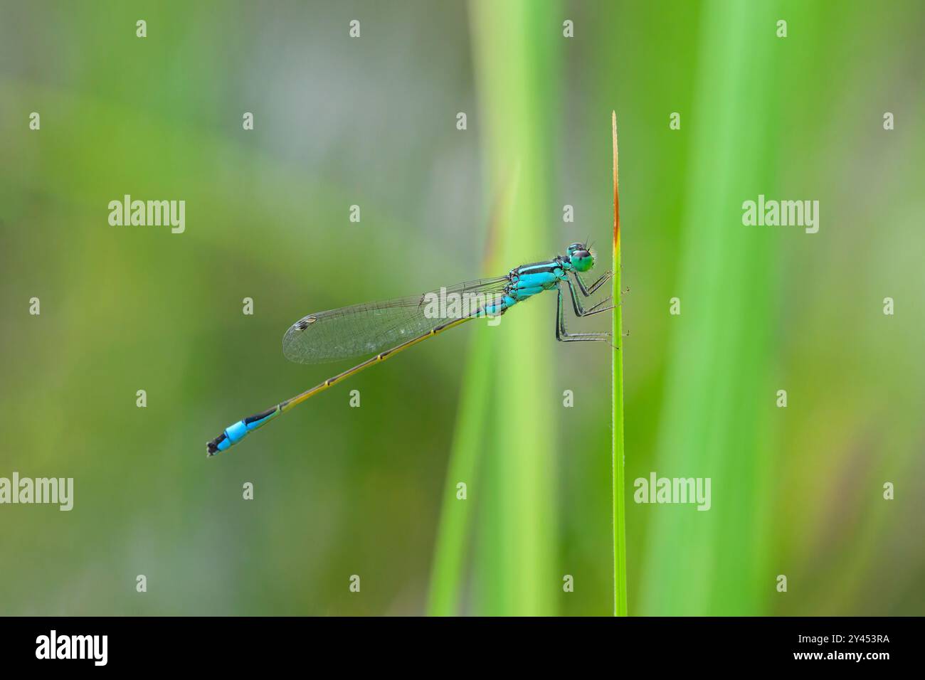 Una damselfly comune bluetail (Ischnura elegans) che riposa su un prato, giorno di sole in estate, Vienna (Austria) Foto Stock