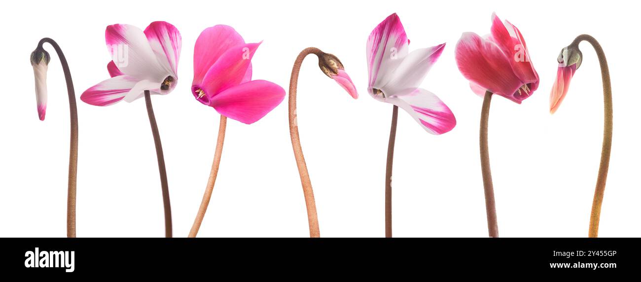 Fiori e gemme di ciclamini isolati su bianco Foto Stock