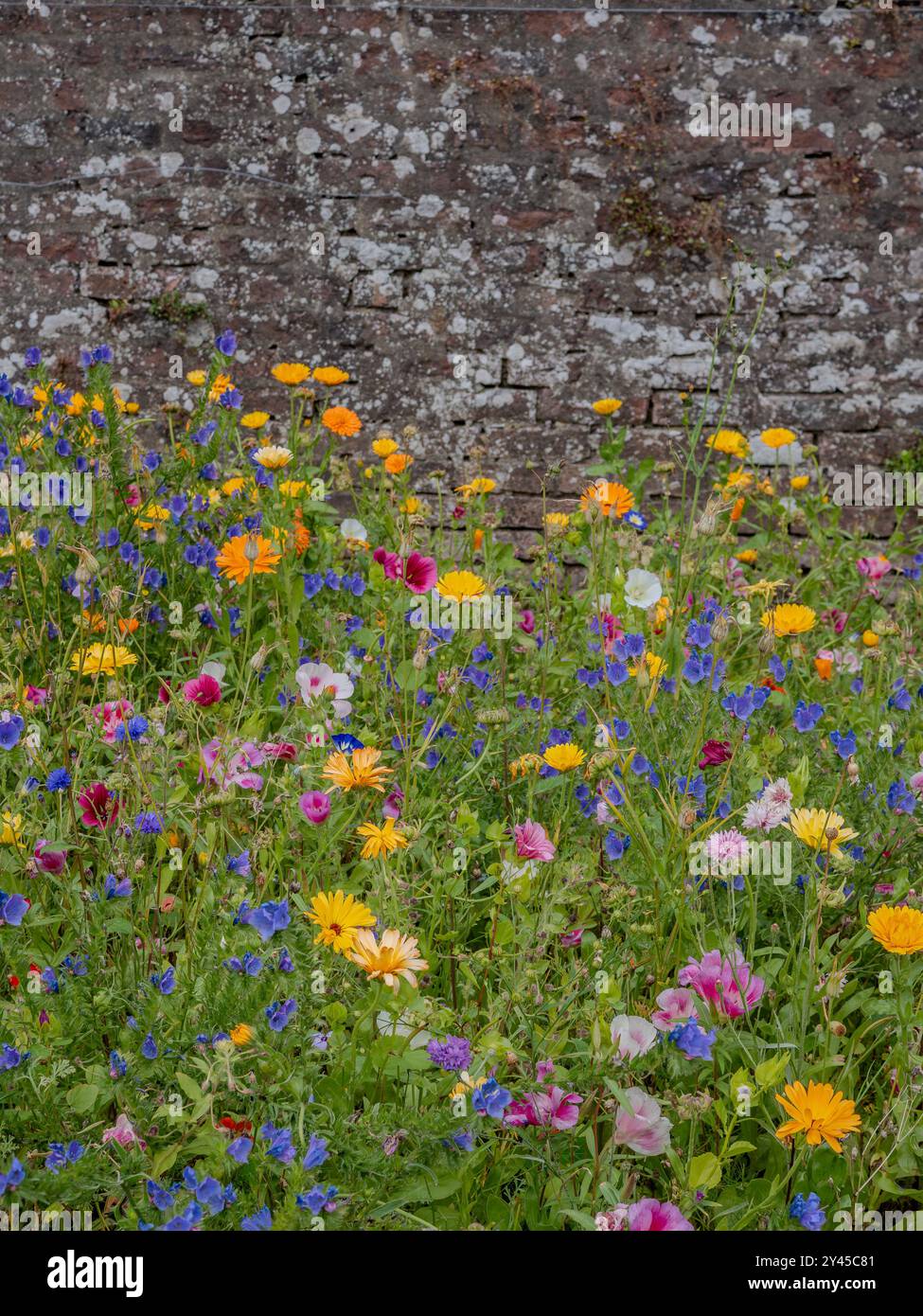 Colorati fiori selvatici nativi britannici contro un tradizionale muro di pietra in un giardino in Scozia, con spazio per una copia Foto Stock