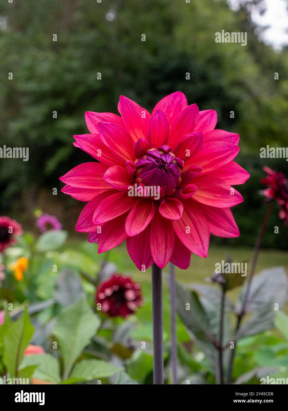 Primo piano del vibrante fiore rosa e arancione della "American Dawn" di Dahlia in un giardino di taglio britannico in tarda estate/autunno Foto Stock