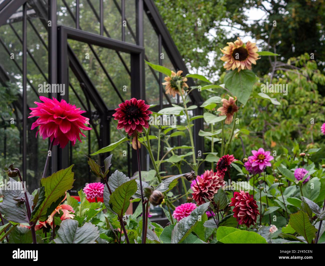 Un letto dahlia e un giardino di girasoli in tarda estate/inizio autunno davanti ad una serra tradizionale che mostra fiori colorati di gioiello per il taglio Foto Stock