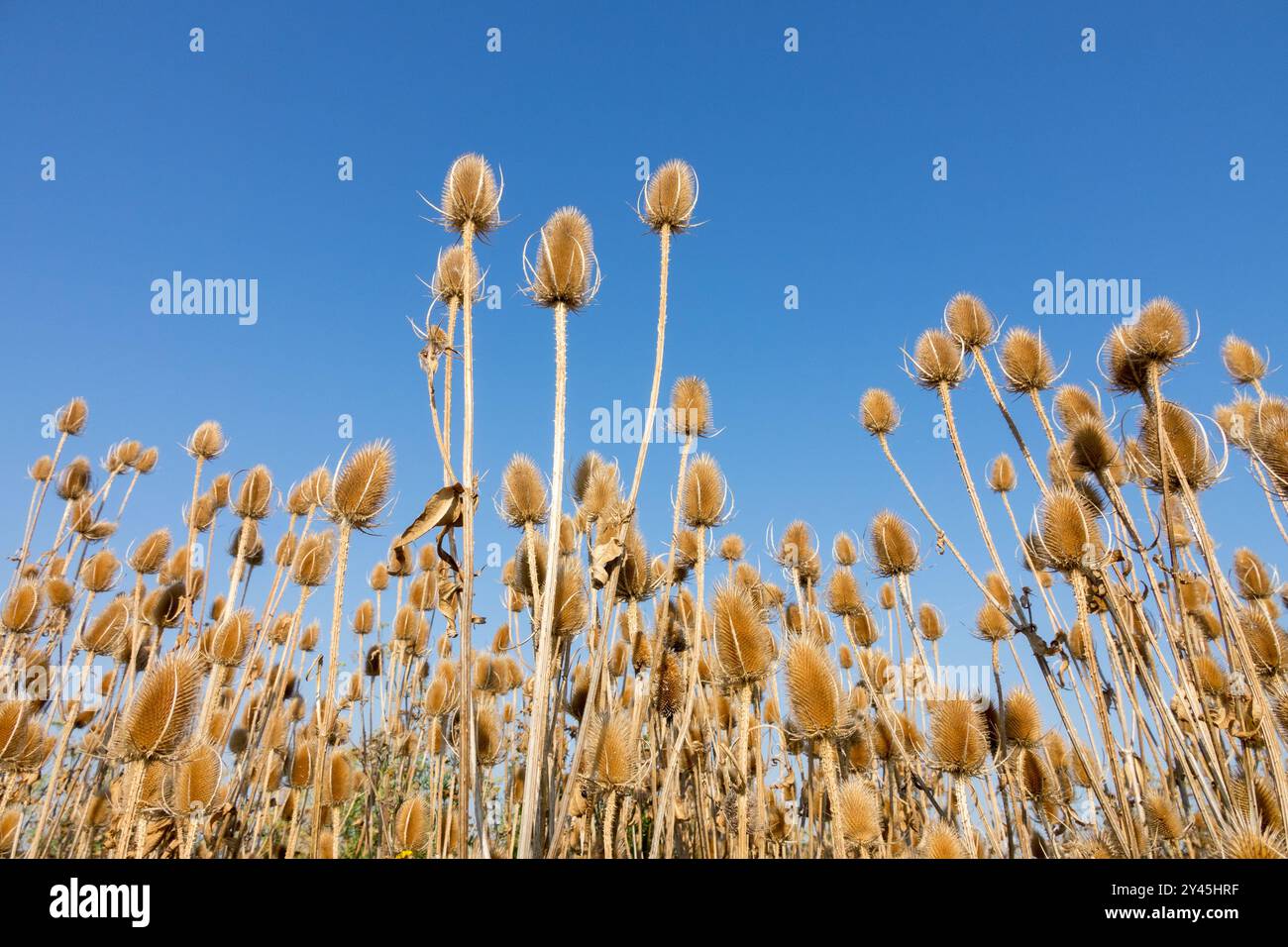 Common Wild Teasel Dipsacus fullonum Dry, Dry Seed Head Seeds Heads Deadheads, fine estate settembre Blue Sky Foto Stock