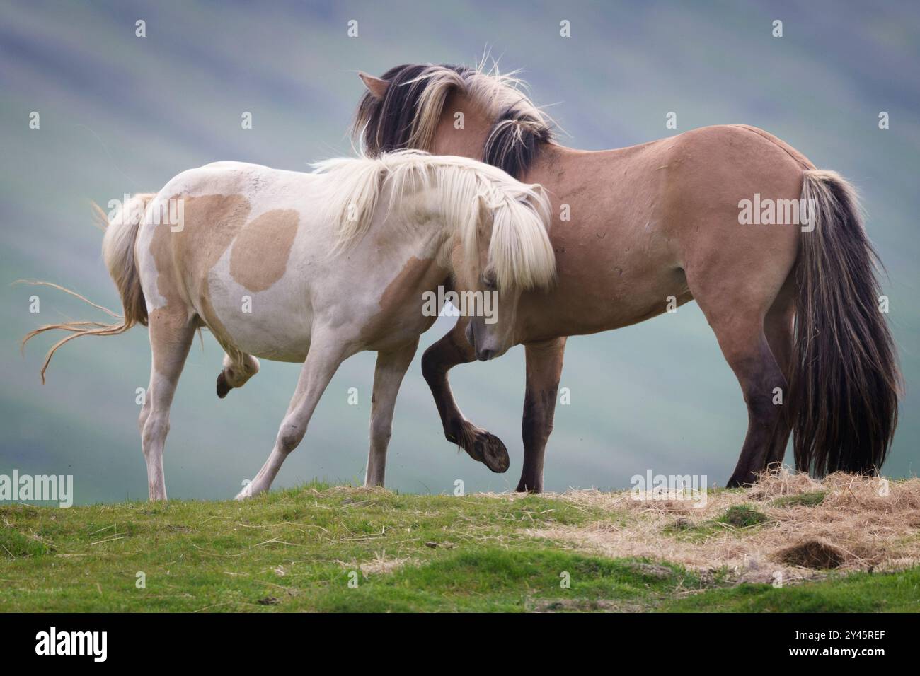 Cavalli islandesi che giocano in un campo, Islanda Foto Stock