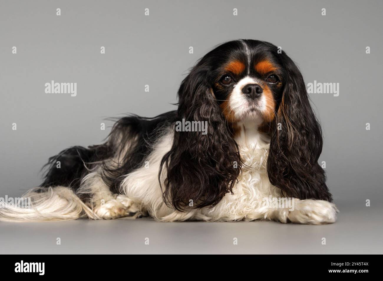 Adorabile cane spagnolo Cavalier King Charles con pelliccia bianca e nera che guarda la macchina fotografica mentre si siede tranquillamente sul pavimento contro le pareti grigie in una stanza luminosa Foto Stock