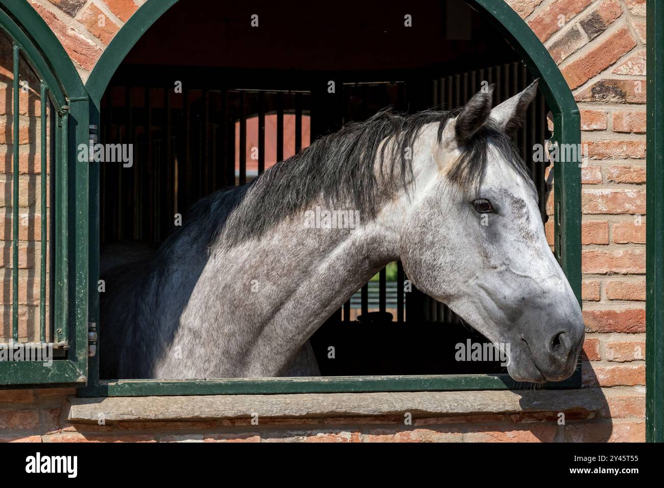 Curioso cavallo grigio guarda fuori da una porta stabile nella tranquilla campagna, catturando l'essenza della vita contadina Foto Stock