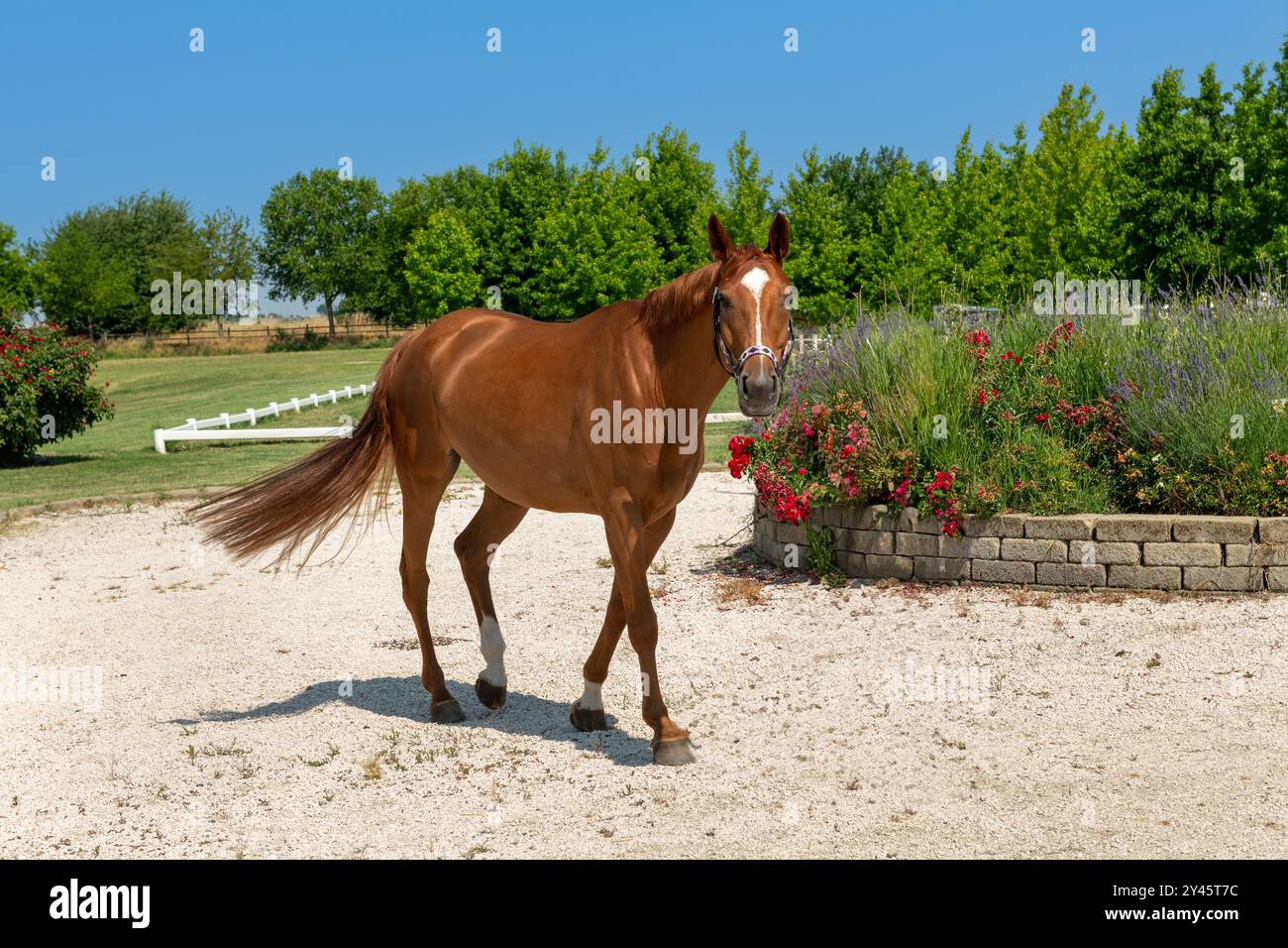 Un bel cavallo marrone che cammina gratuitamente in un ranch in una giornata di sole, godendosi la sua libertà e gli splendidi dintorni Foto Stock