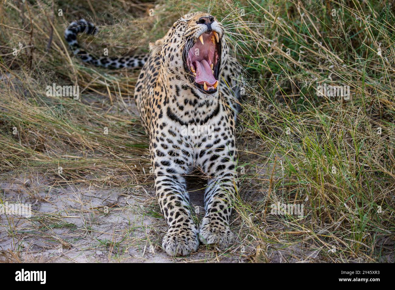 Leopardo che si rilassa vicino nell'erba lunga e secca che sbadiglia ampiamente Foto Stock