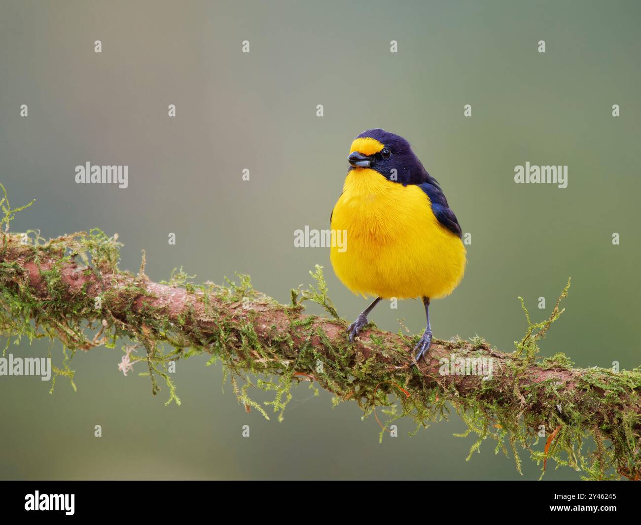 Euphonia violacea Violaceous male Euphonia violacea Atlantic Forest, Brasile BI041584 Foto Stock