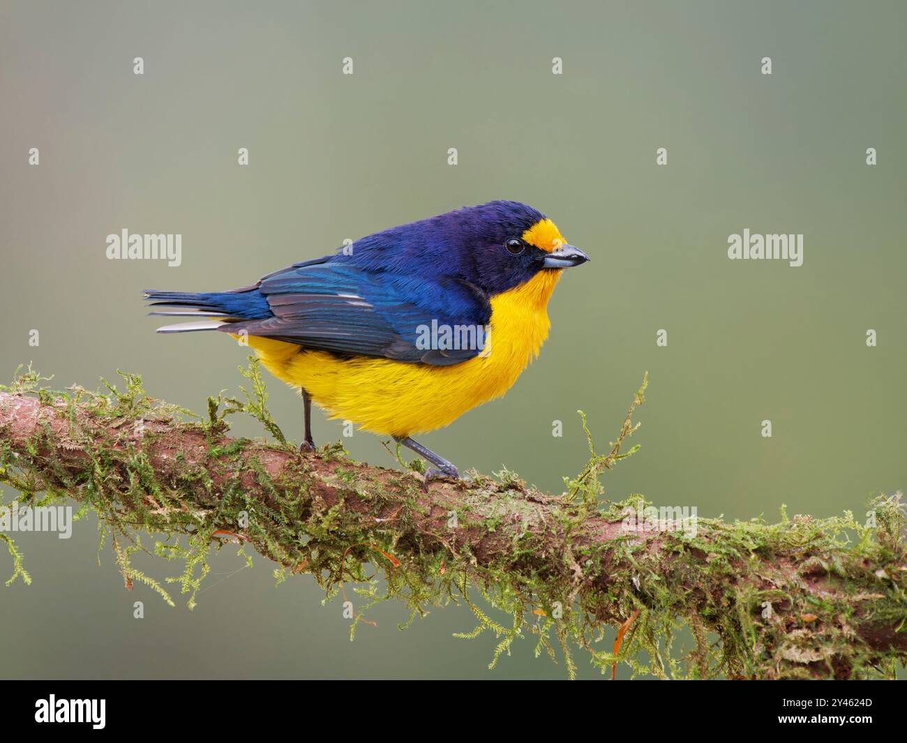 Violaceous Euphonia male Euphonia violacea Atlantic Forest, Brasile BI041585 Foto Stock