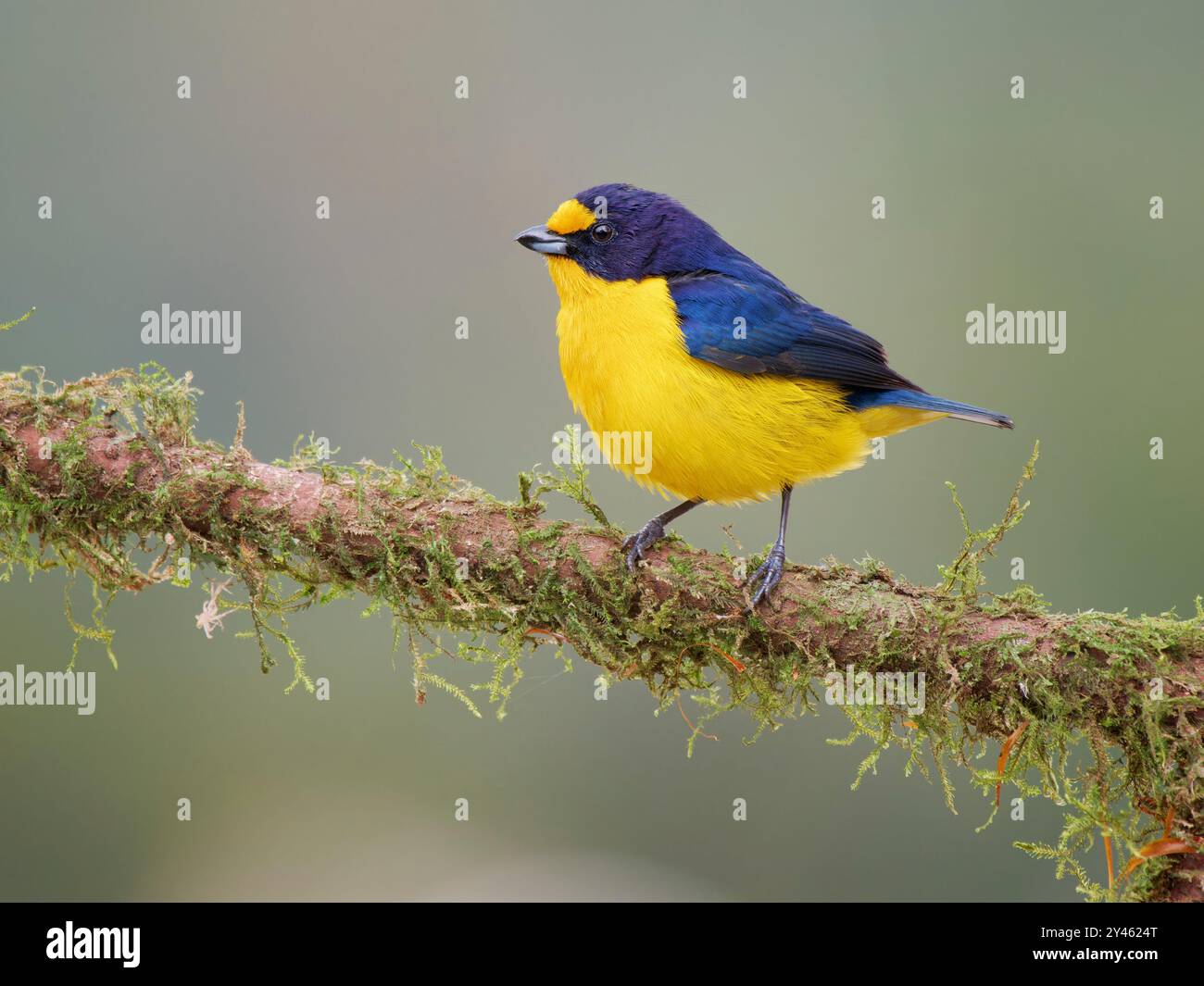 Violaceous Euphonia male Euphonia violacea Atlantic Forest, Brasile BI041586 Foto Stock