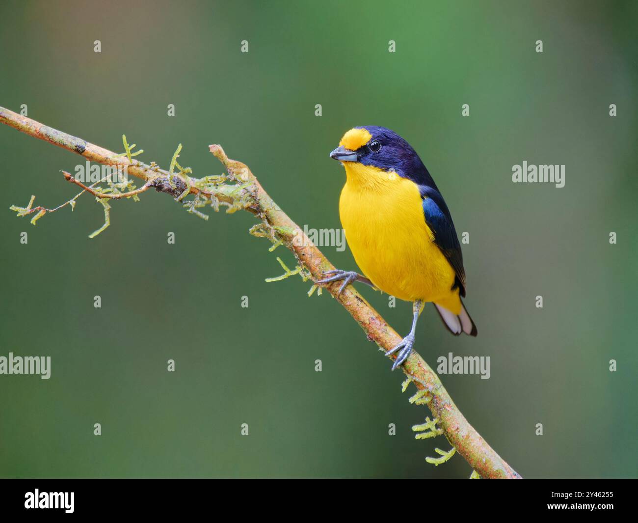 Euphonia violacea Violaceous male Euphonia violacea Atlantic Forest, Brasile BI041587 Foto Stock