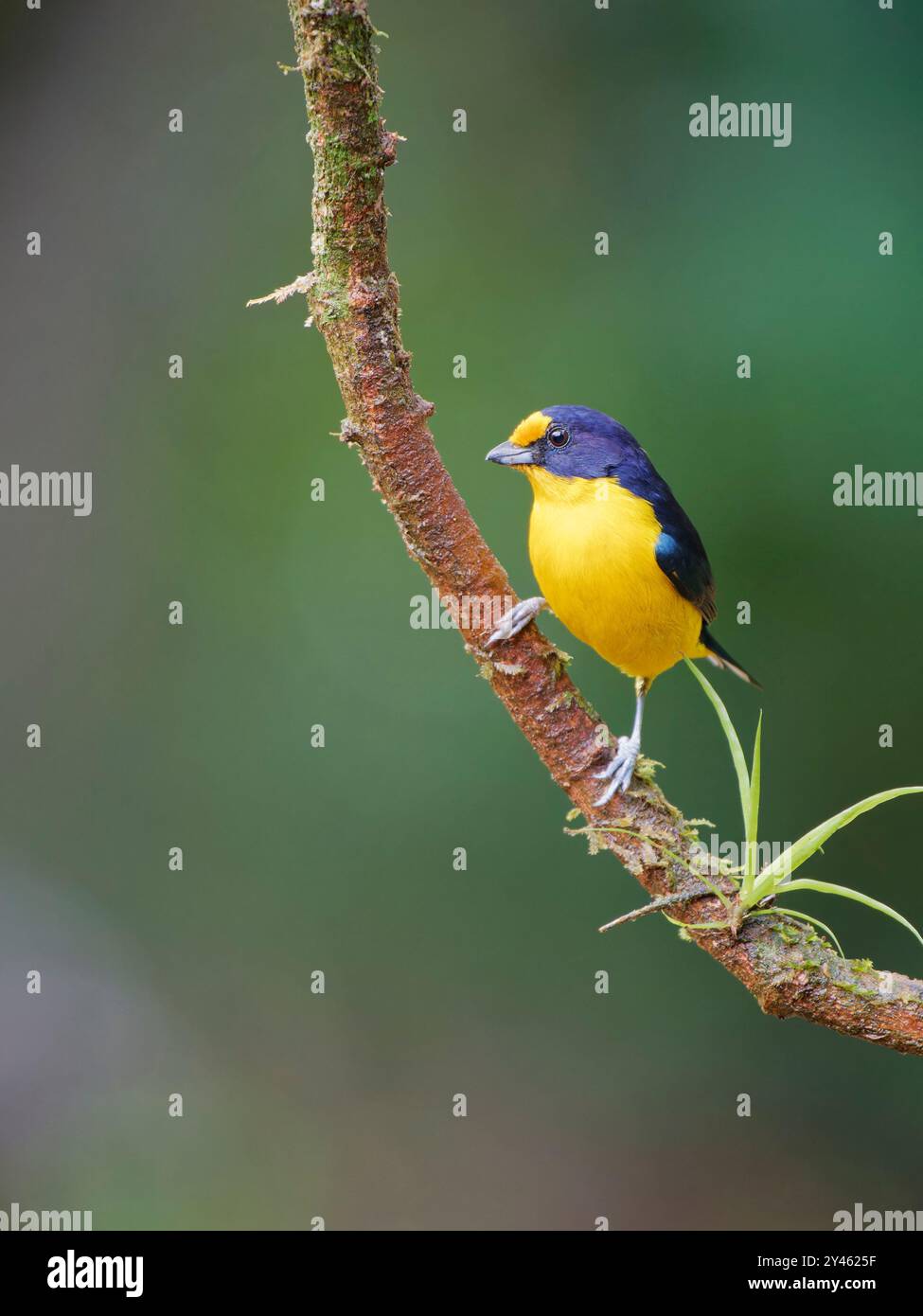 Euphonia violacea Violaceous male Euphonia violacea Atlantic Forest, Brasile BI041588 Foto Stock