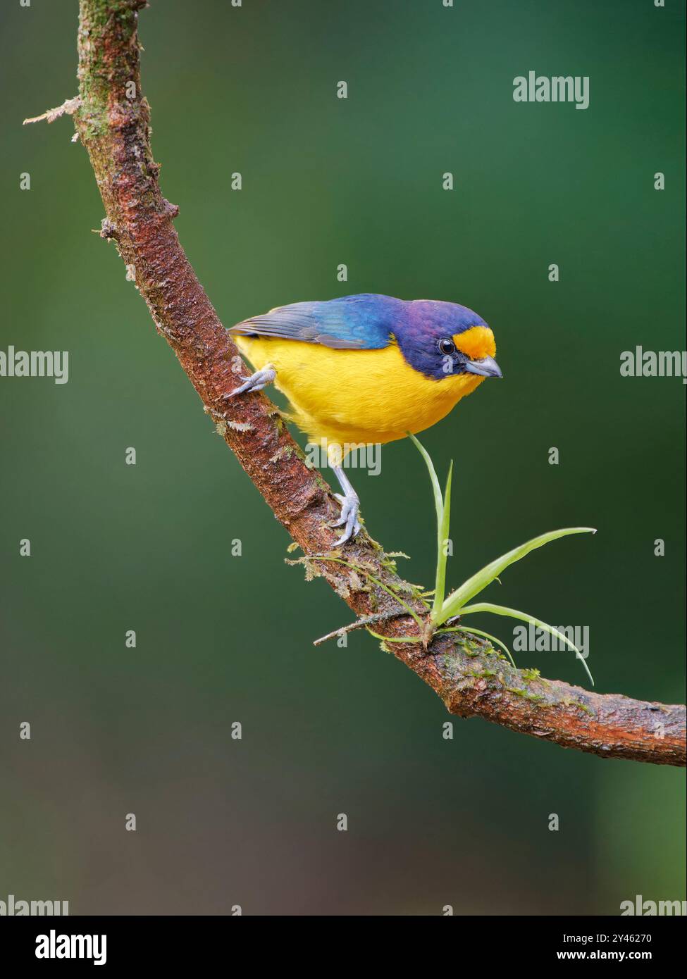 Euphonia violacea Violaceous male Euphonia violacea Atlantic Forest, Brasile BI041589 Foto Stock