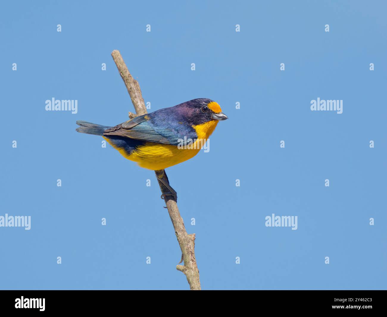 Euphonia violacea Violaceous male Euphonia violacea Atlantic Forest, Brasile BI041601 Foto Stock