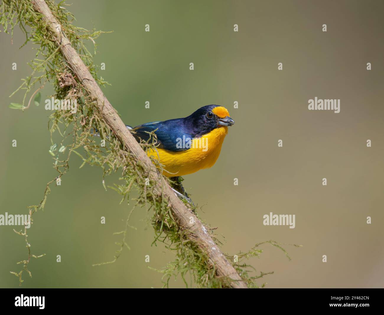 Euphonia violacea Violaceous male Euphonia violacea Atlantic Forest, Brasile BI041604 Foto Stock