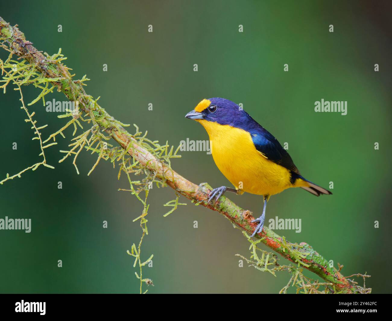Euphonia violacea Violaceous male Euphonia violacea Atlantic Forest, Brasile BI041607 Foto Stock