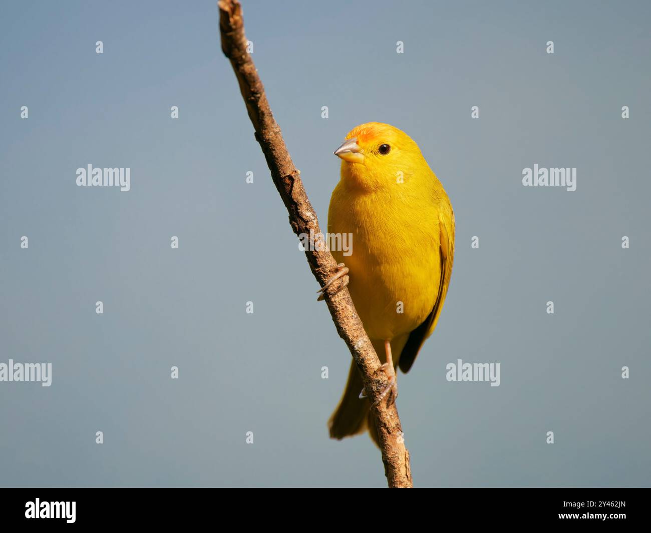 Zafferano Finch Sicalis flaveola Atlantic Forest, Brasile BI041618 Foto Stock