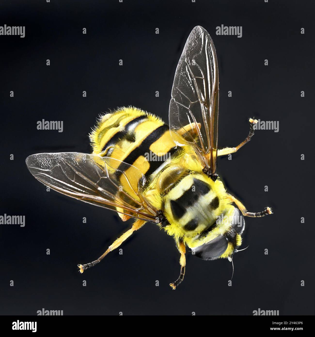 Batman Hoverfly (Myathropa florea) femmina - ripresa in studio di un campione morto (messa a fuoco impilata) Foto Stock