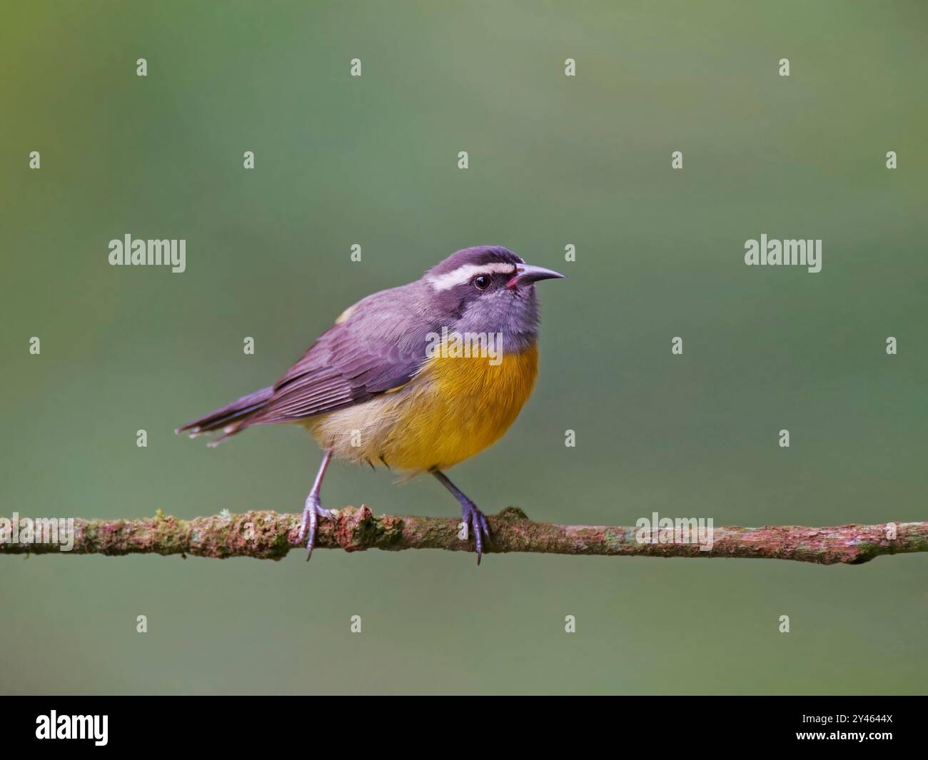 Bananaquit Coereba flaveola Atlantic Forest, Brasile BI041722 Foto Stock