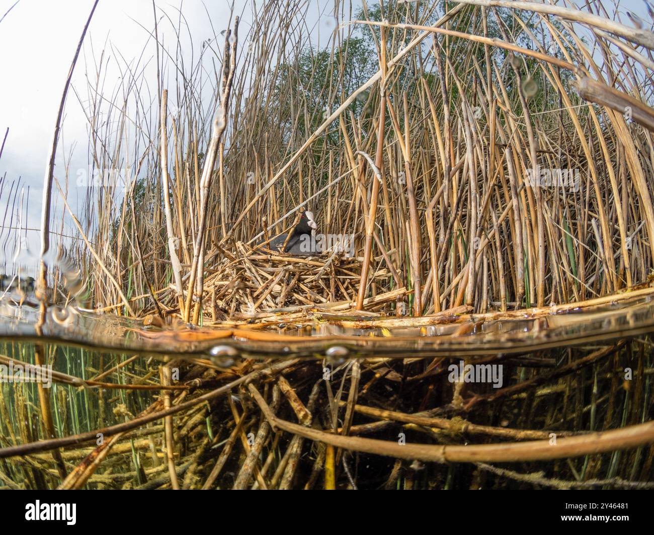 Blässhuhn (Fulica atra) in einem Nest gebaut im Schilfgürtel im Uferbereich eines SEE, Coot in un nido costruito nella cintura di canne nella zona costiera di a la Foto Stock