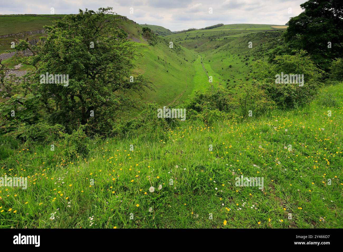 Vista estiva attraverso Cressbrook Dale, vicino al villaggio di Tideswell, Derbyshire, Peak District National Park, Inghilterra, Regno Unito Foto Stock