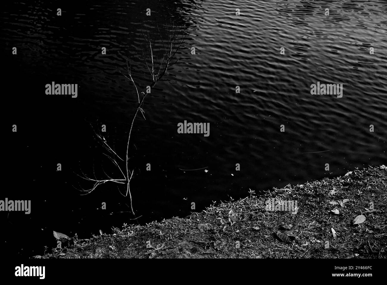 Vista in bianco e nero di uno stagno con piante senza foglie che crescono vicino all'acqua. Paesaggio naturale monocromatico, Howrah, Bengala Occidentale, India Foto Stock
