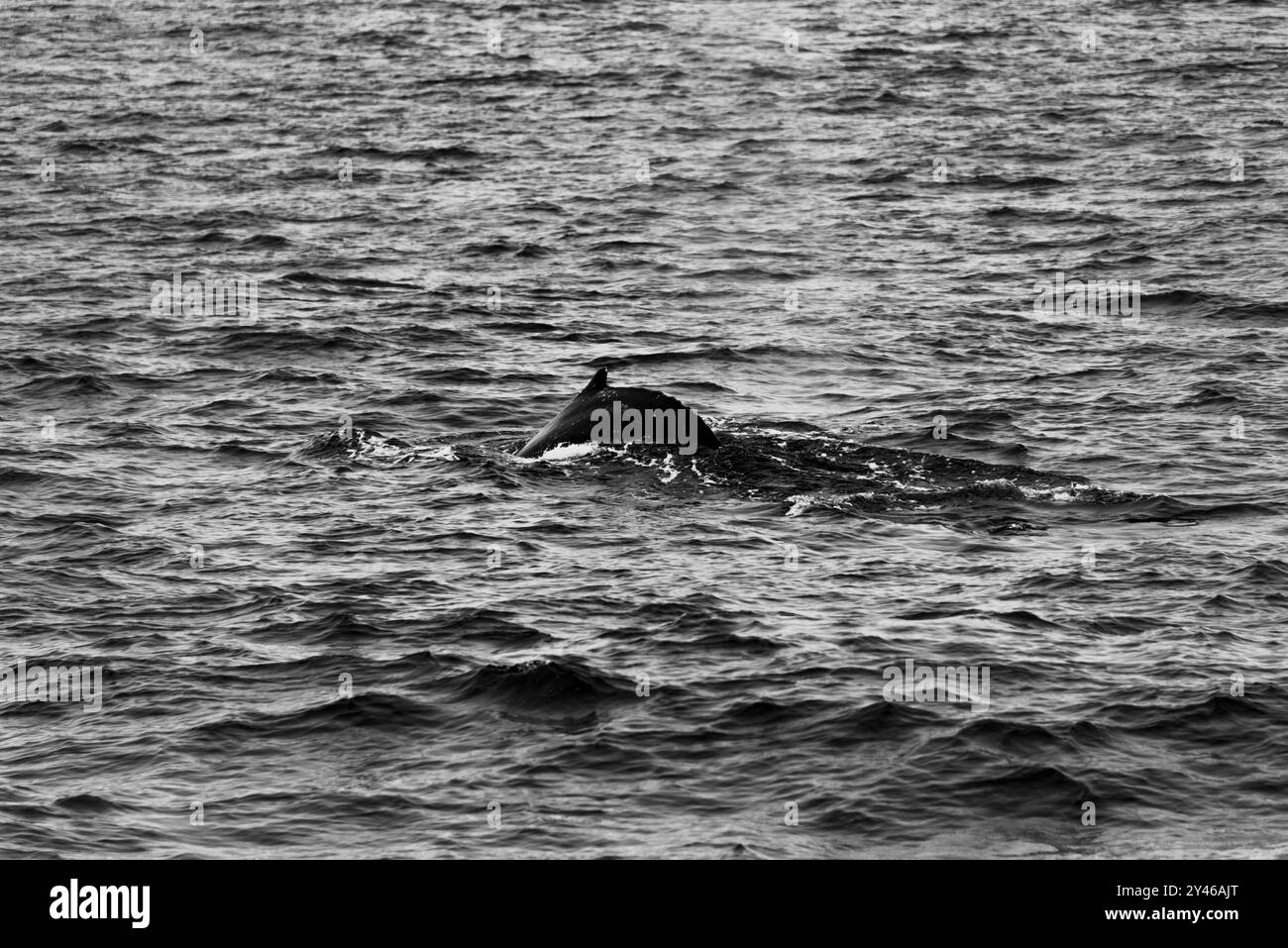 Balena al porto di Husavik nella baia di Skjalfandi nell'Islanda settentrionale Foto Stock