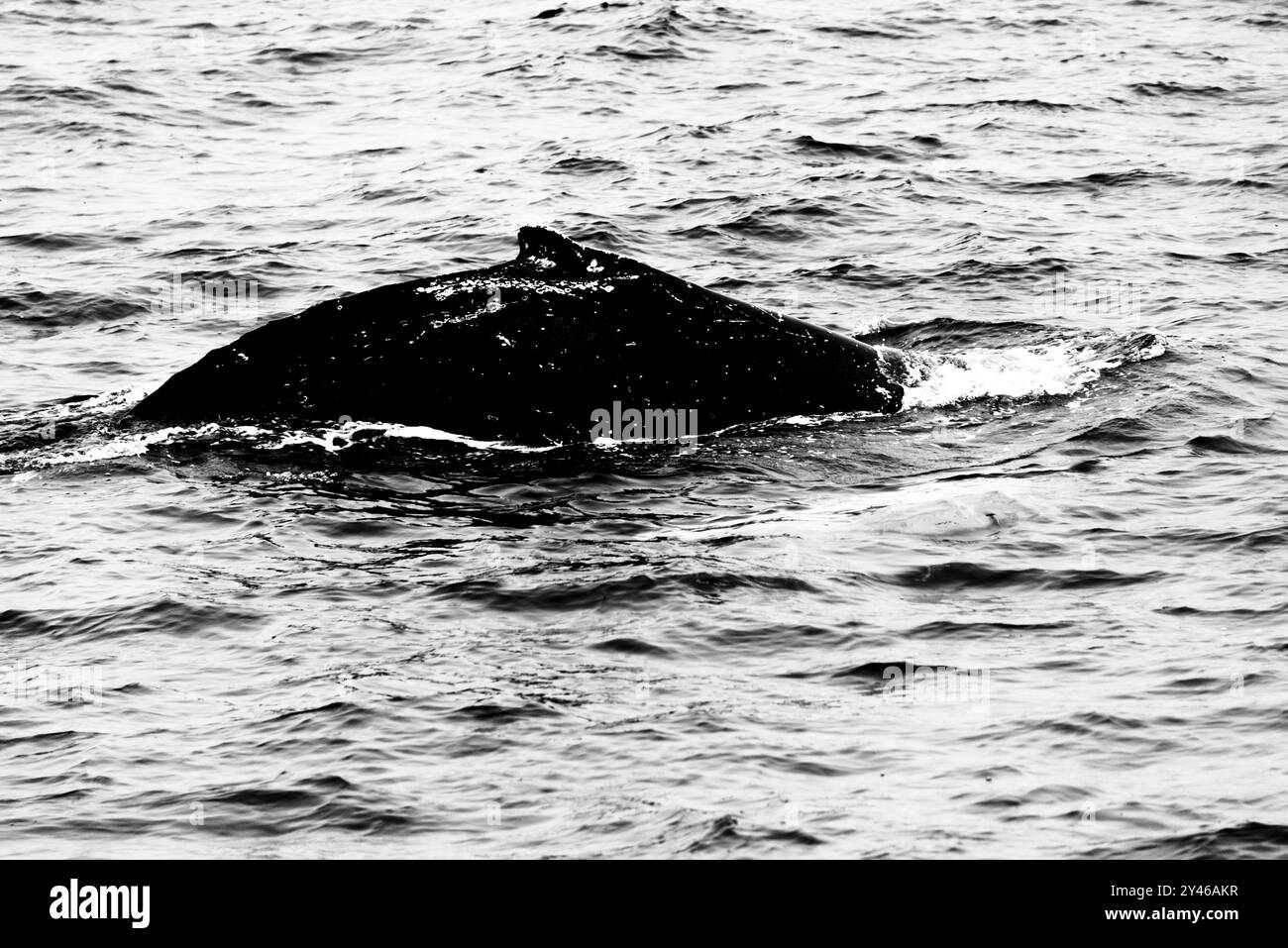 Balena al porto di Husavik nella baia di Skjalfandi nell'Islanda settentrionale Foto Stock