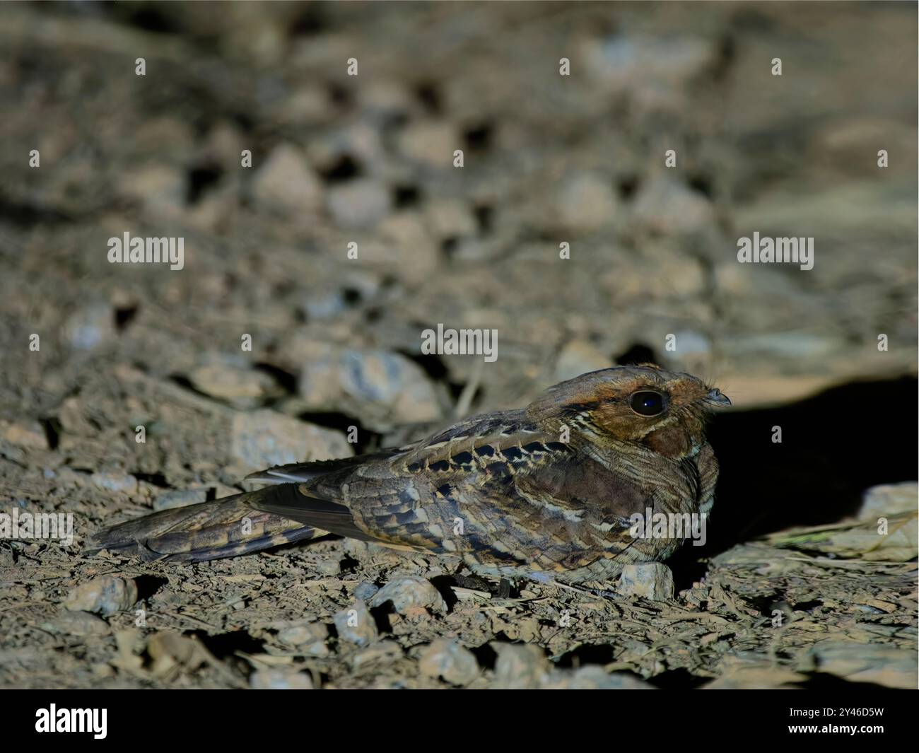 Pauraque Nyctidromus albicollis Atlantic Forest, Brasile BI042069 Foto Stock