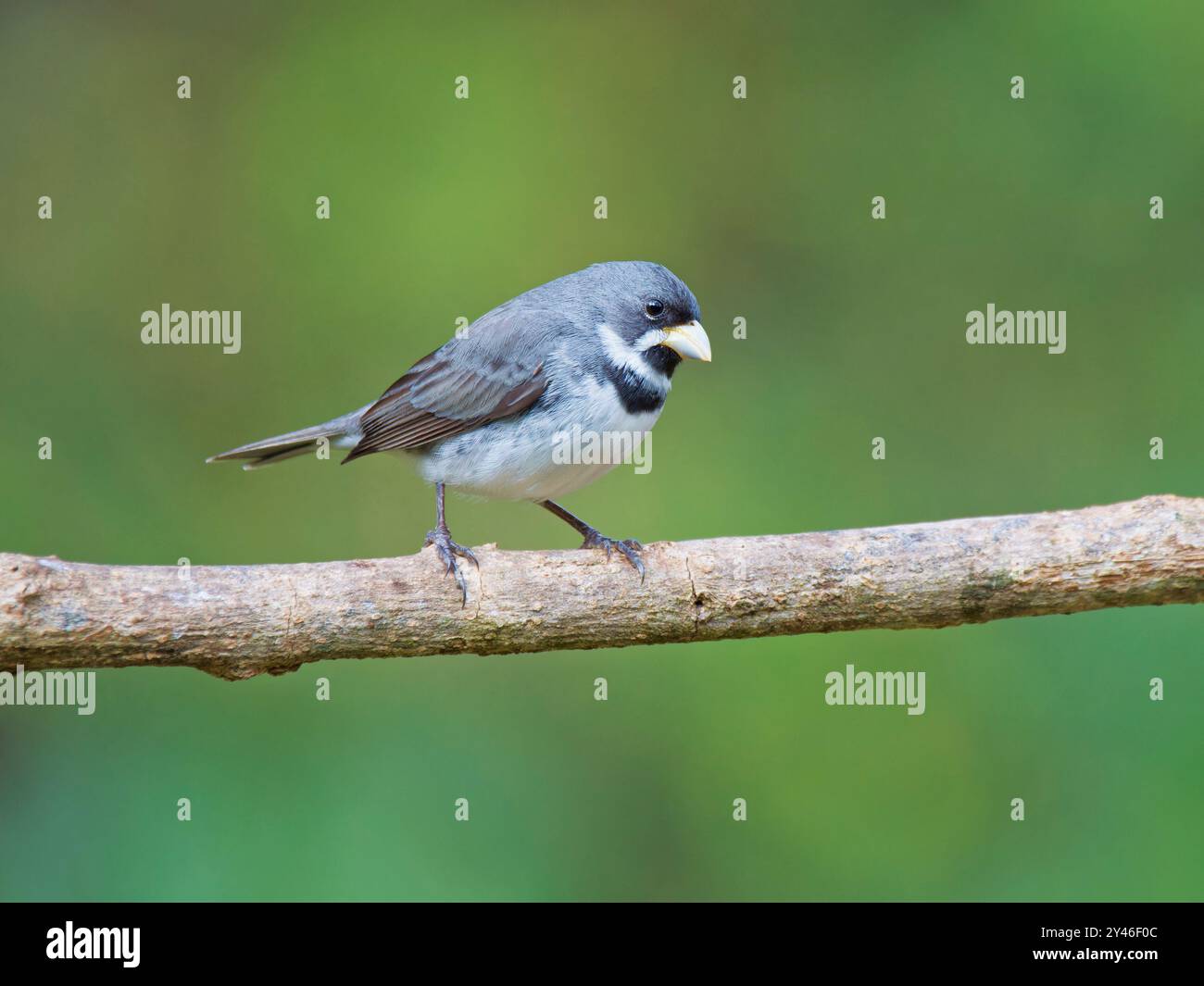 Seedeater Sporophila caerulescens Atlantic Forest, Brasile BI042190 Foto Stock