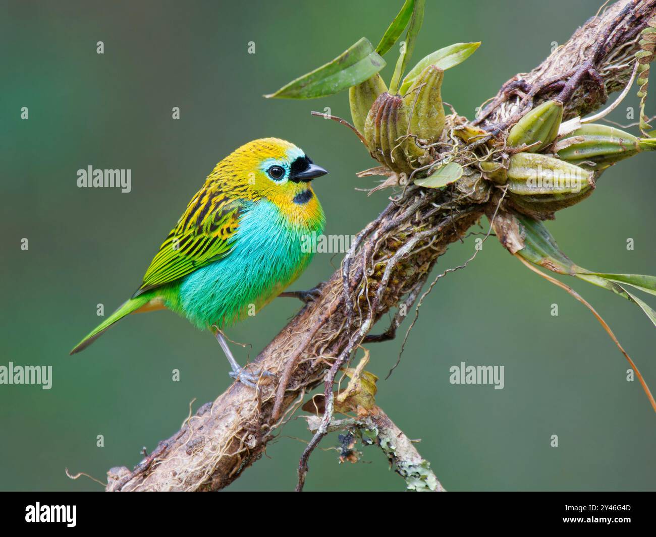 Brassy Breasted Tanager Tangara desmaresti Atlantic Forest, Brasile BI042287 Foto Stock