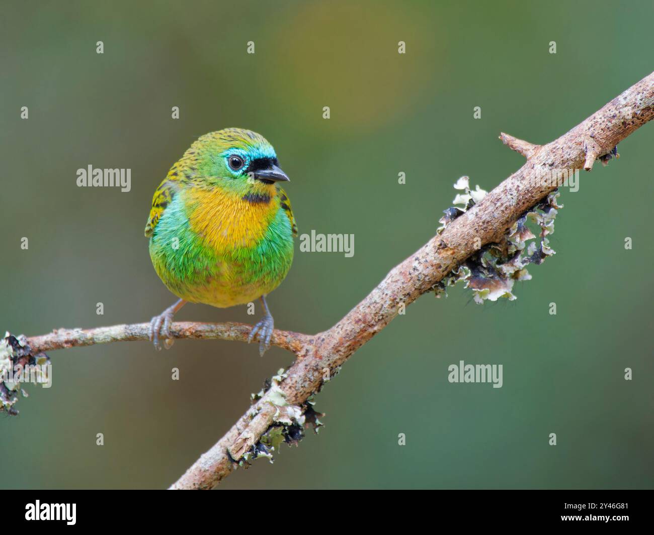 Brassy Breasted Tanager Tangara desmaresti Atlantic Forest, Brasile BI042289 Foto Stock