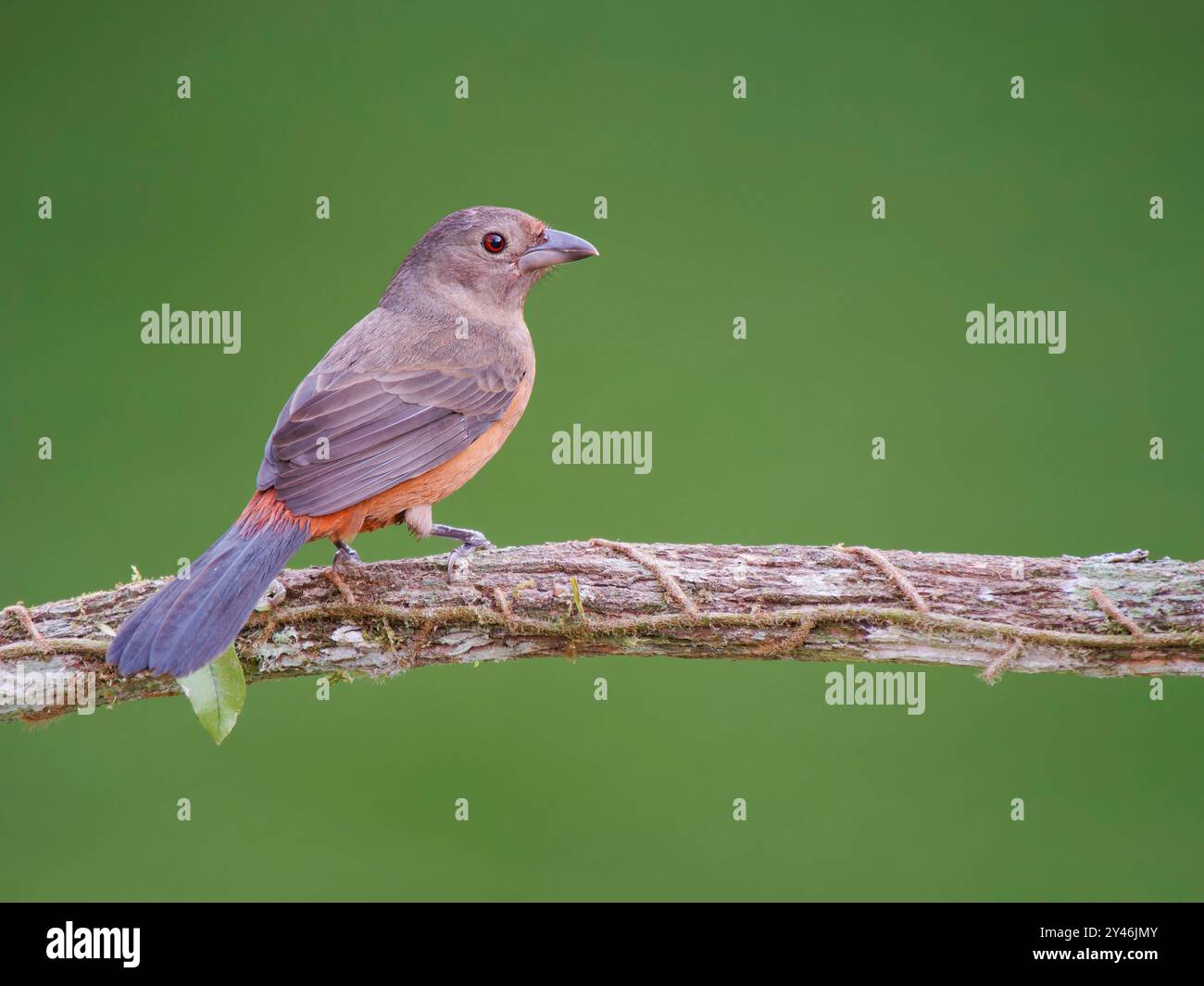 Brasiliana Tanager femmina Ramphocelus bresilia Atlantic Forest, Brasile BI042334 Foto Stock