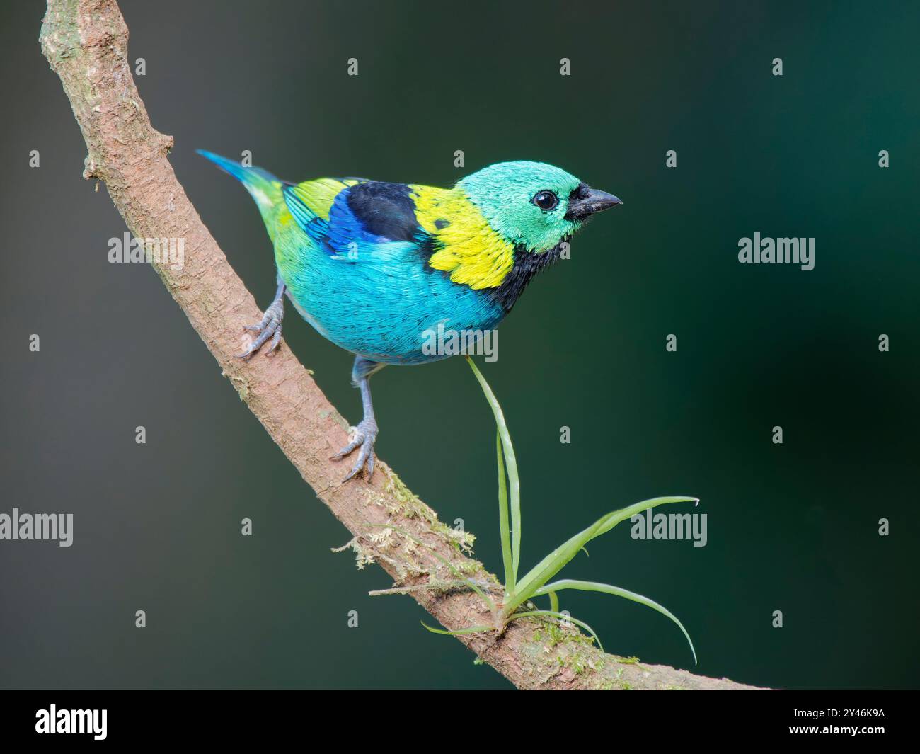 Green Head Tanager Tangara seledon Atlantic Forest, Brasile BI042372 Foto Stock