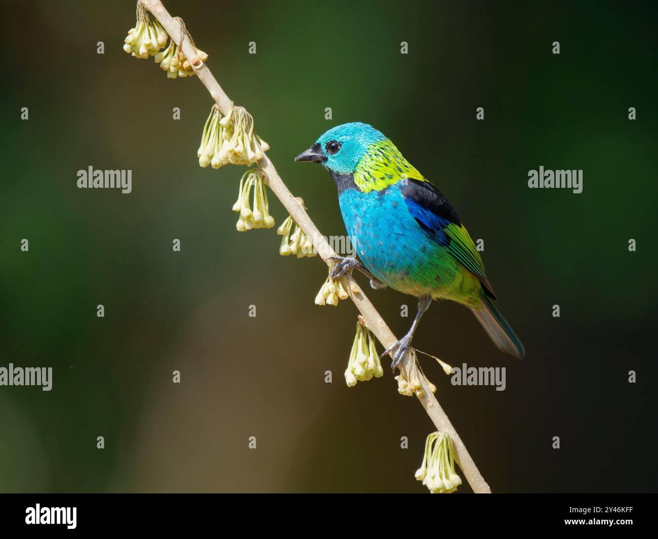 Green Head Tanager Tangara seledon Atlantic Forest, Brasile BI042391 Foto Stock