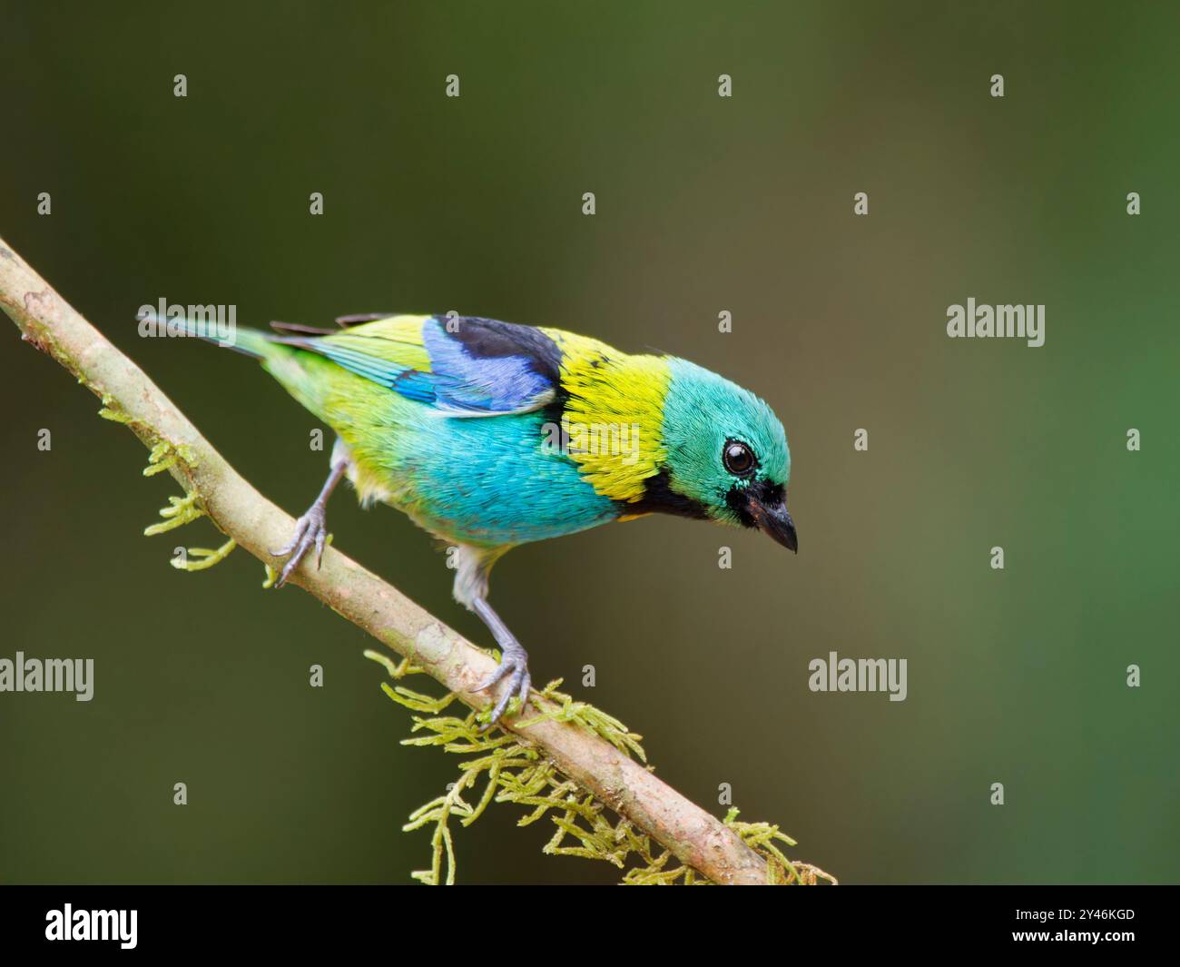 Green Head Tanager Tangara seledon Atlantic Forest, Brasile BI042399 Foto Stock