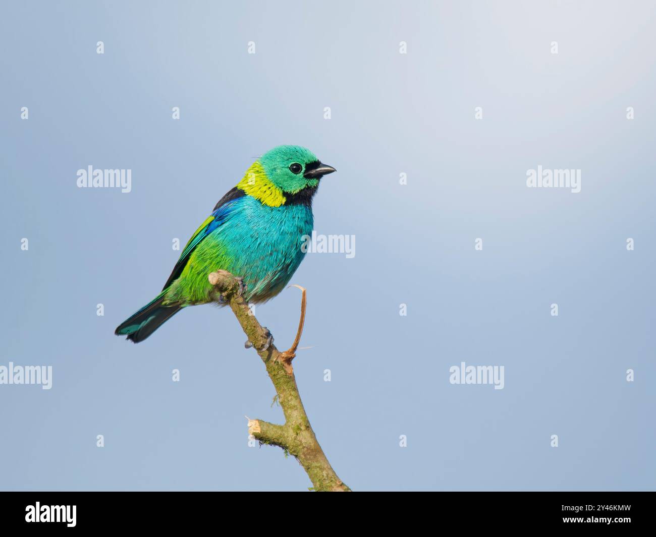 Green Head Tanager Tangara seledon Atlantic Forest, Brasile BI042421 Foto Stock